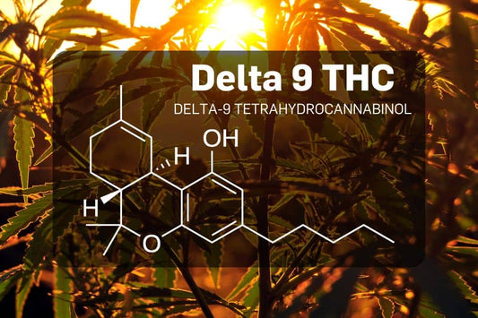 delta 9 THC molecule over cannabis background at sunset