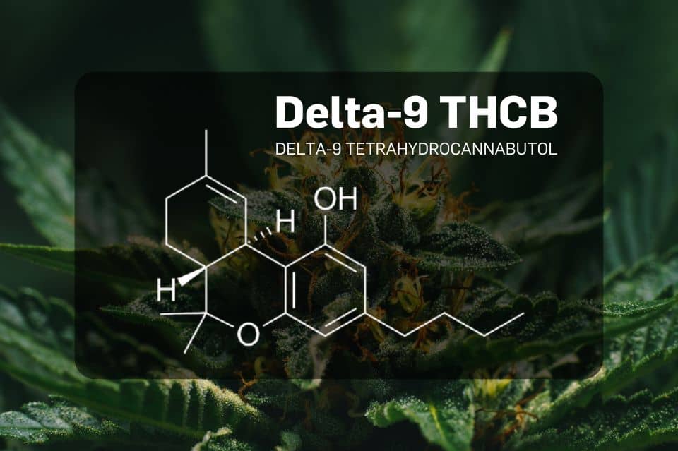 Delta-9 THCB molecule diagram on cannabis background