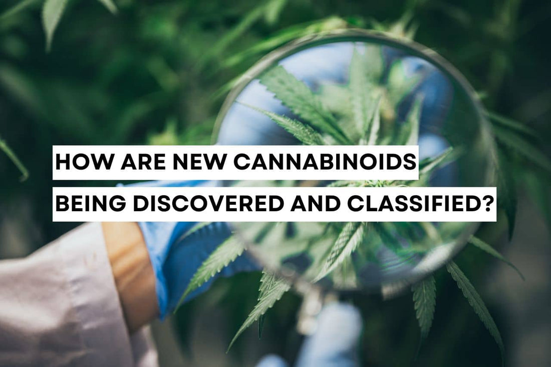 Cannabinoid research process with a magnifying glass.