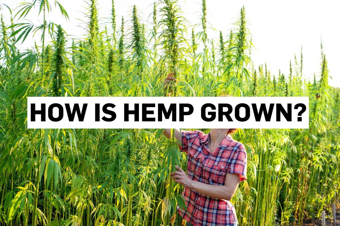 How is hemp grown?
