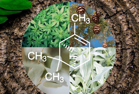 Pinene: A Guide to the Cannabis Terpene