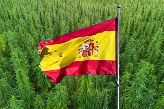 The flag of Spain in front of a hemp field