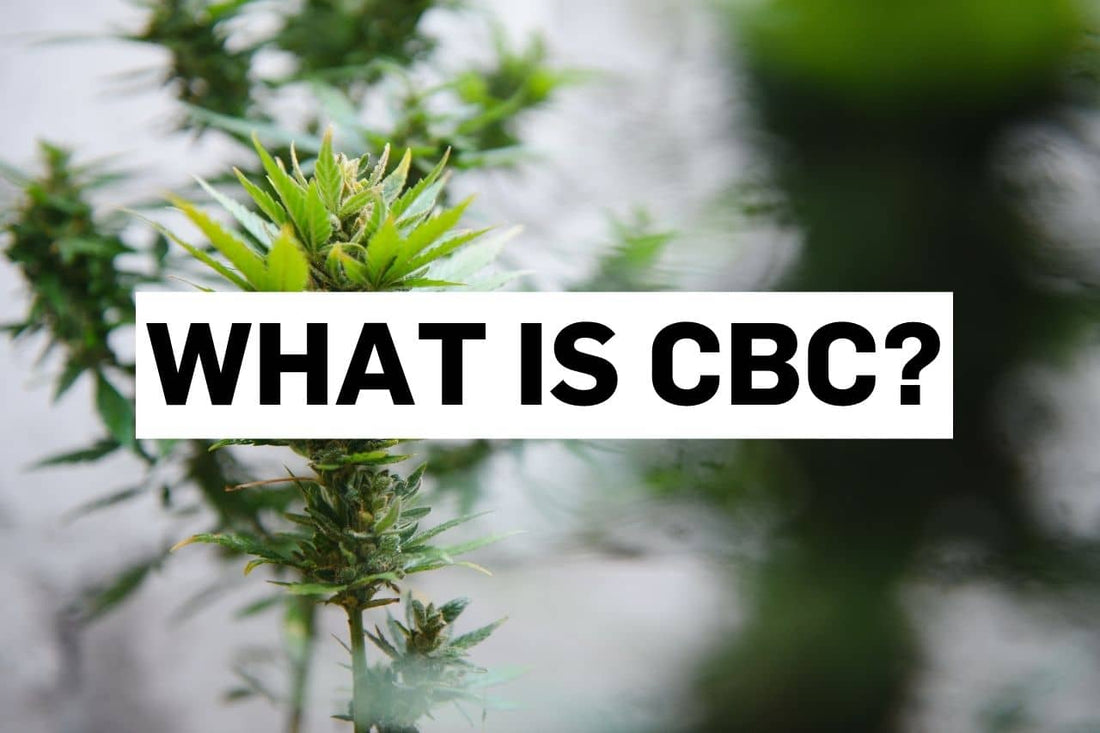 What is CBC?