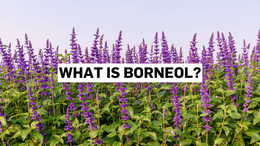 Field of salvia flowers that contains borneol