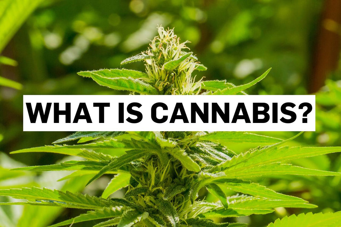 What is cannabis?