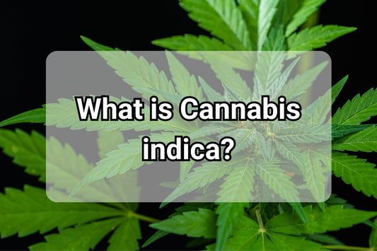 A healthy Cannabis indica plant