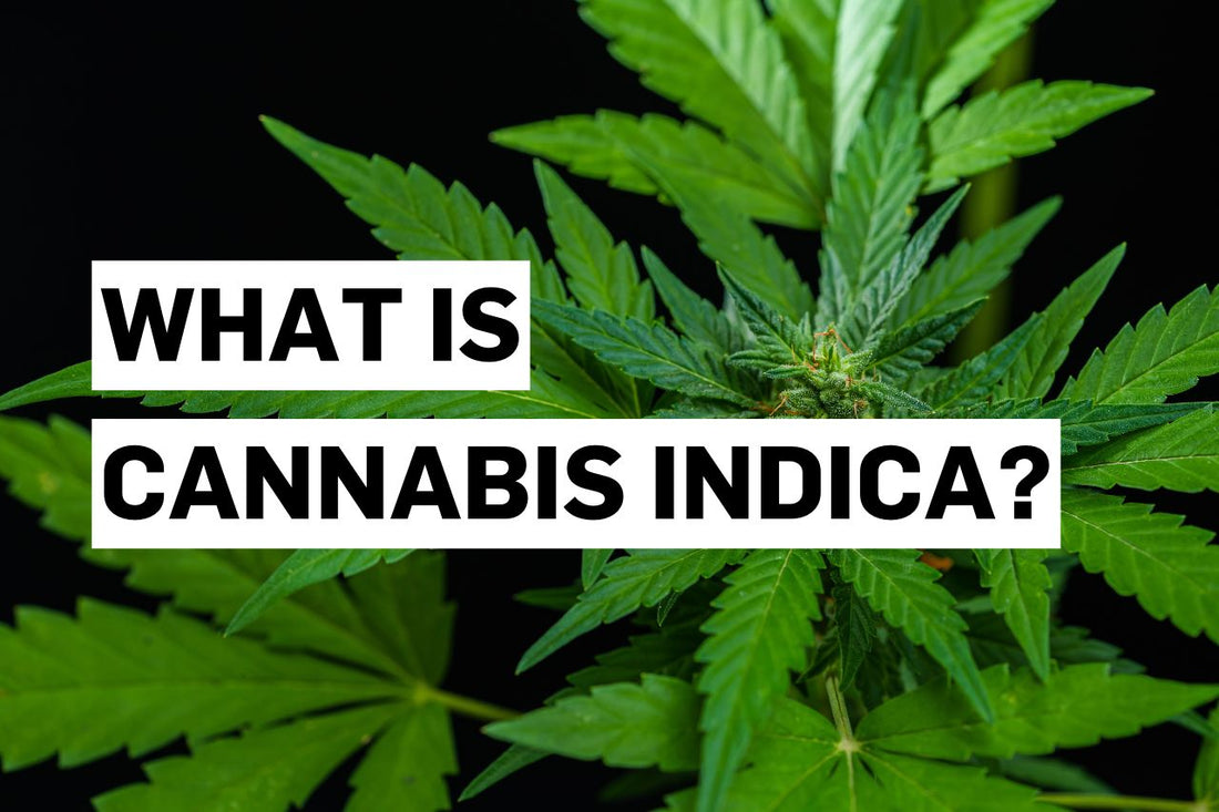 What is Cannabis indica?