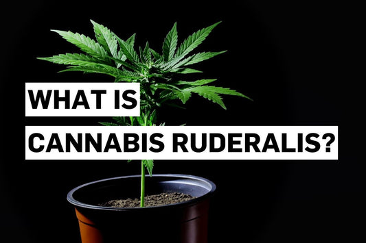 What is Cannabis ruderalis?