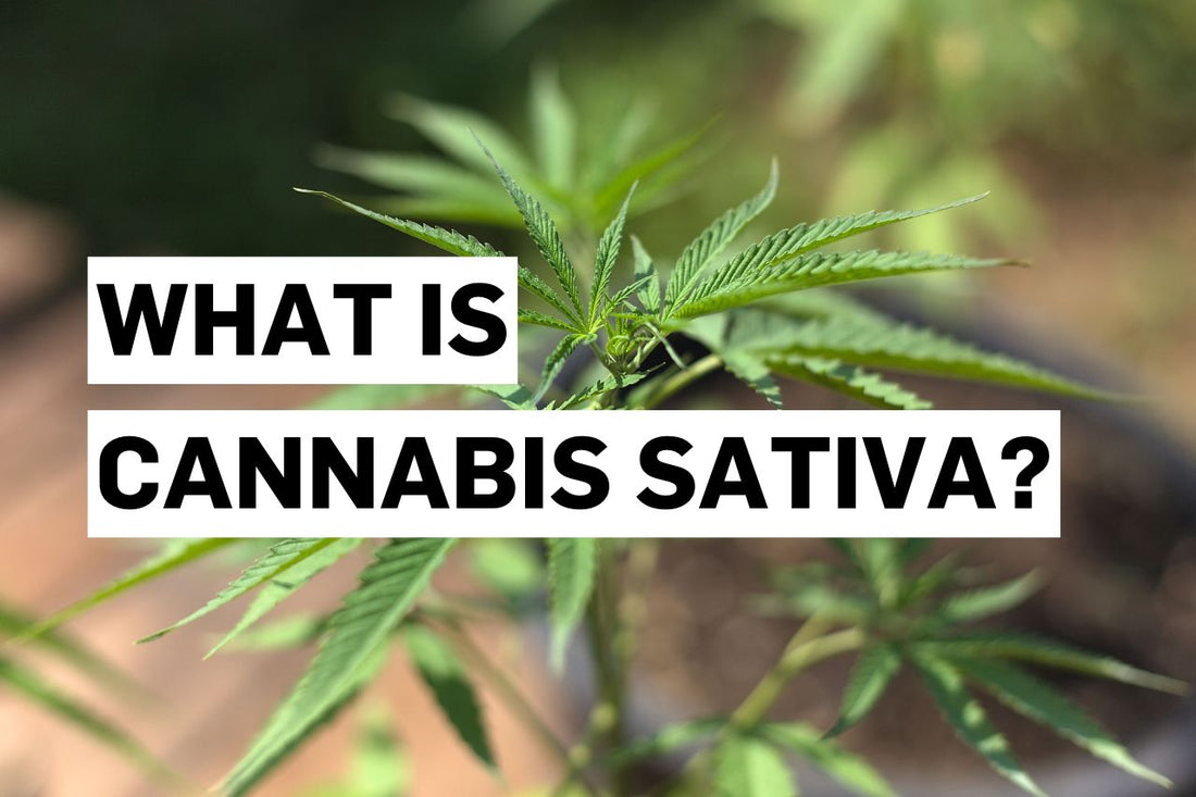 What is Cannabis sativa?