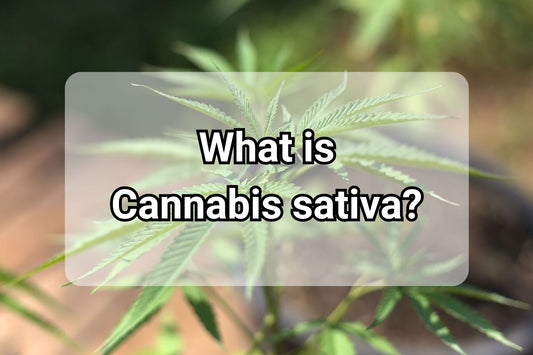 What is Cannabis Sativa?