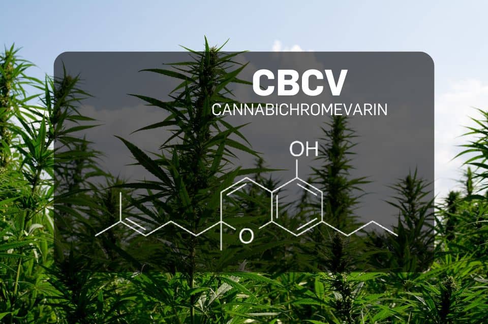 CBCV structure over hemp plant background