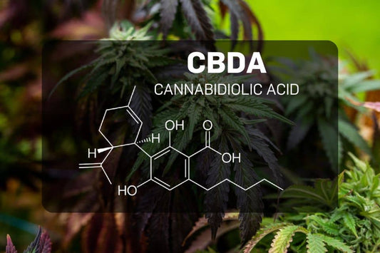 CBDA structure overlay on cannabis plant