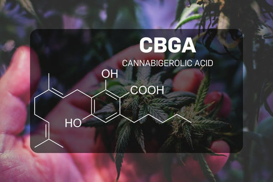 Structural formula of cannabigerolic acid from Wikipedia