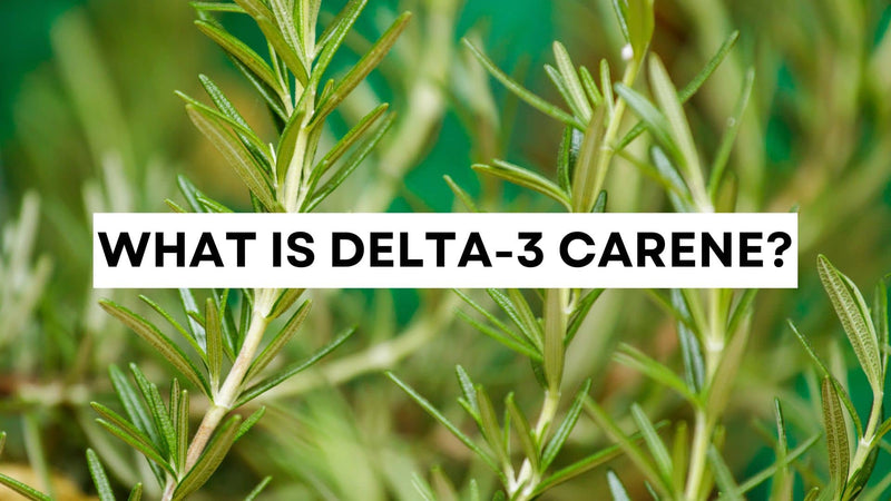 What is delta-3 carene? Terpene overview graphic