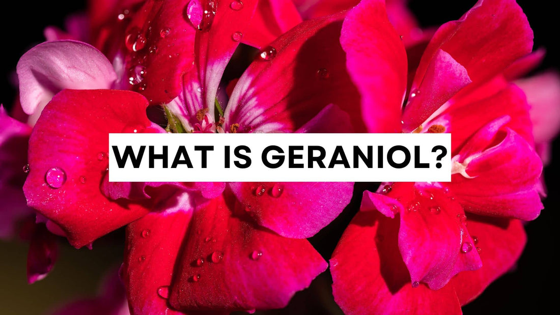 What is geraniol? Terpene spotlight on geraniums