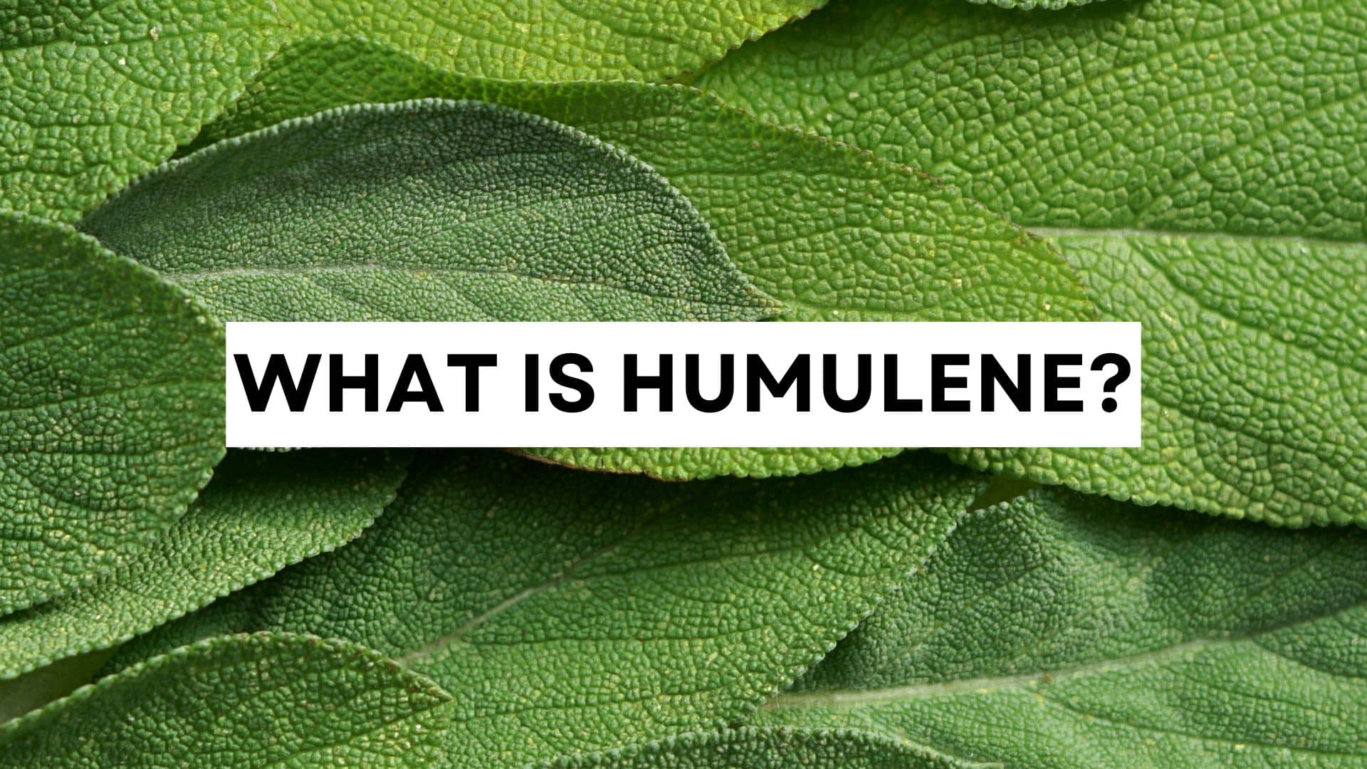 What is humulene? The herbal terpene found in cannabis