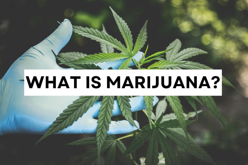 What is marijuana?