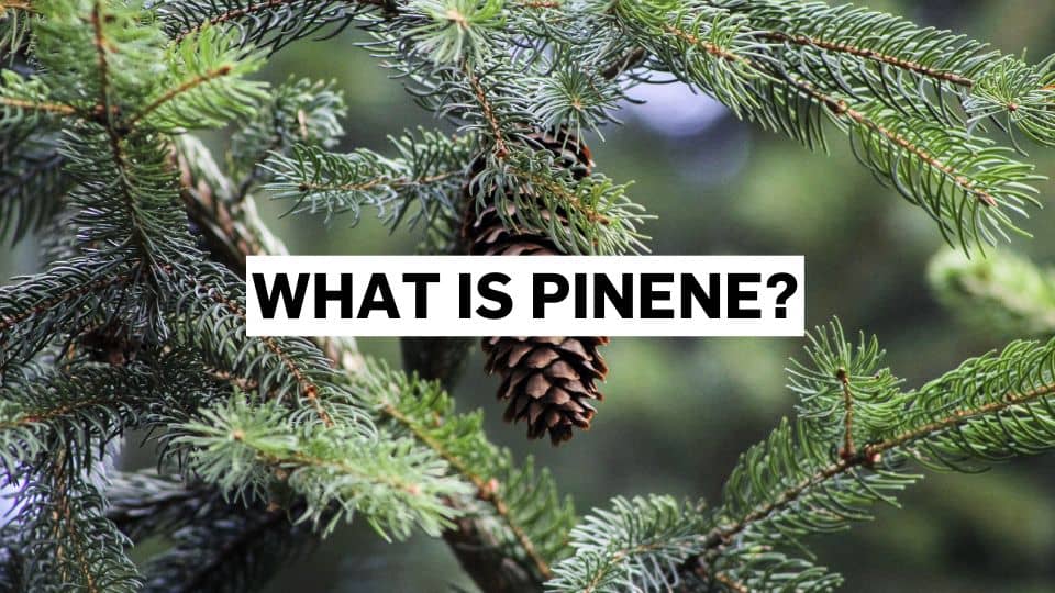 What is pinene?