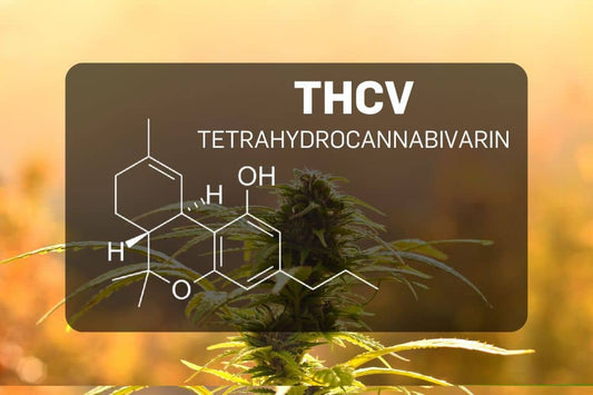 THCV molecular layout displayed over cannabis