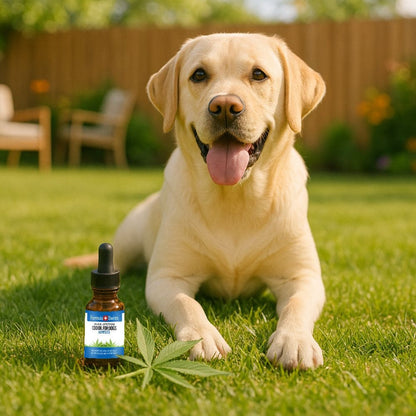 CBD oil for dogs hempseed